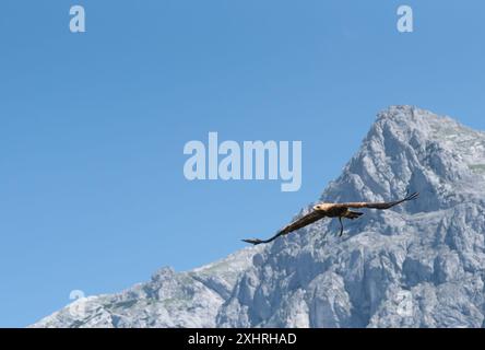 An Hawk flying over the Austrian Alps, near Werfen, where the eagles dare.. Stock Photo