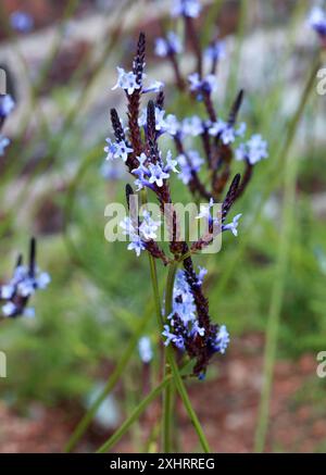 Canary Island Lavender, Lavendula canariensis subsp. canariae, Lamiaceae.  Gran Canaria, Canary Islands, Spain. Stock Photo