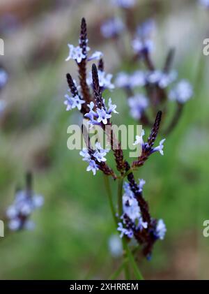 Canary Island Lavender, Lavendula canariensis subsp. canariae, Lamiaceae.  Gran Canaria, Canary Islands, Spain. Stock Photo