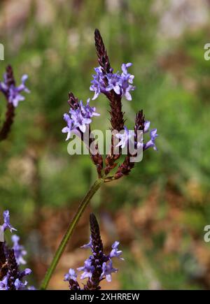 Canary Island Lavender, Lavendula canariensis subsp. canariae, Lamiaceae.  Gran Canaria, Canary Islands, Spain. Stock Photo