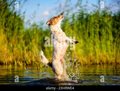 Dog playing on river beach jumping straight up catching a toy. Dog making water splashes in beautiful sunset light Stock Photo