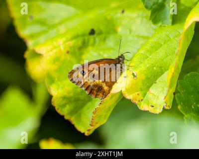 A gatekeeper or hedge brown butterfly, Pyronia tithonus, resting on a leaf. Stock Photo