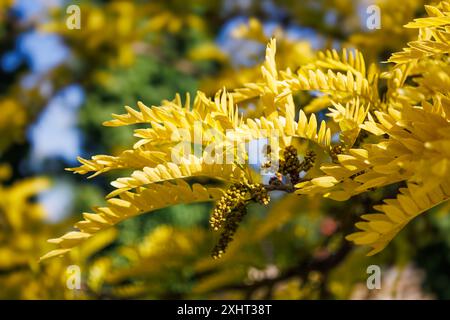 Branch of the Honey locust Sunburst tree in the family Fabaceae. Bright young twig of Gleditsia triacanthos with yellow leaves and buds in the spring Stock Photo