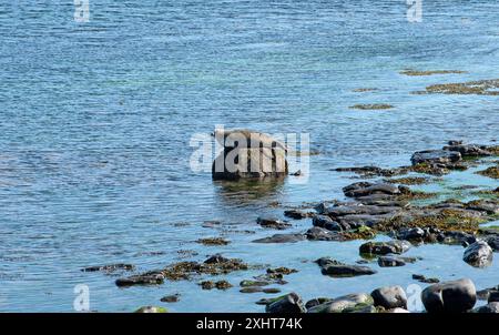 The seal colony beach on the Inis More, Co, Galway, Inishmore, Aran Island, Ireland Stock Photo