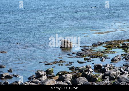 The seal colony beach on the Inis Mor, Co, Galway, Inishmore, Aran Island, Ireland Stock Photo