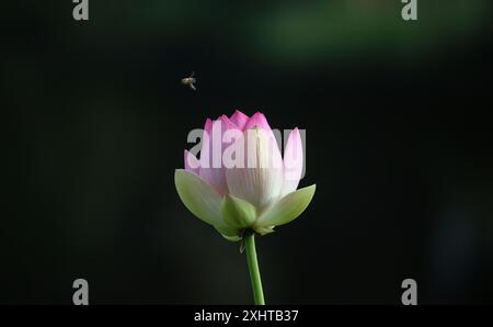 Royal Botanic Gardens of Victoria in Melbourne, Australia. A  beautiful pink, white and yellow lotus flower in the gardens. Stock Photo