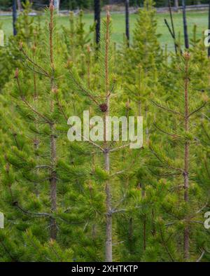 New growth pine trees, with a focus on redish pinecones growing on the young tree in Yellowstone. Stock Photo