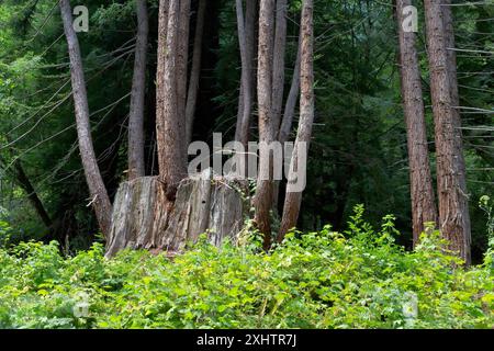Redwood Stump,  mature sprouts,  (parent tree),  Sequoia sempervirens, Del Norte County, California Stock Photo