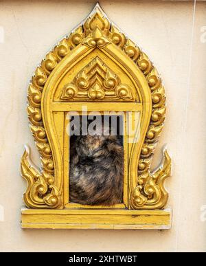 mother and kittens in hole Stock Photo