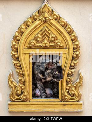 mother and kittens in hole Stock Photo