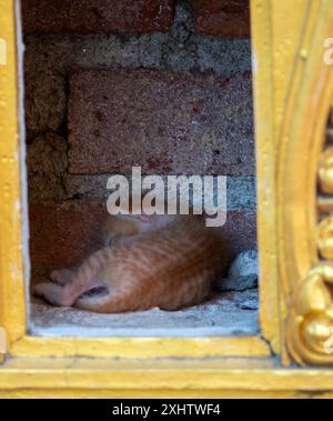 mother and kittens in hole Stock Photo