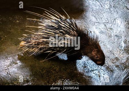 A porcupine with sharp quills in its natural habitat, showing texture and detail, blending with the environment Stock Photo