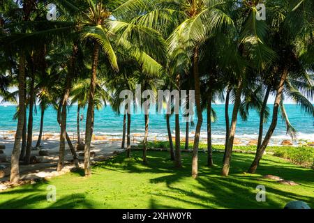 beautiful palm trees with a lush crown against the sea and blue sky. Vacation concept. Palm grove on the island. Wallpaper palm trees with large green Stock Photo