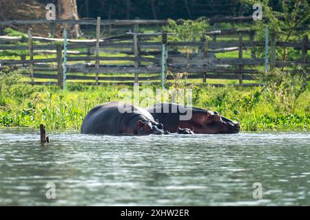 A bloat of hippos basking on Lake Naivasha, Kenya. sleeping hippopotamus heads in the swamp. Stock Photo