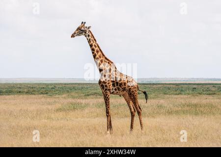 A young Masai giraffe walks through the flowering savannah against of Ngorongoro Conservation Area Stock Photo