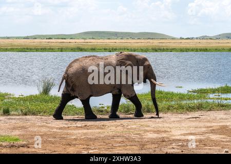 An elephant roaming in marsh in Amboseli National Park Kenya Africa Stock Photo