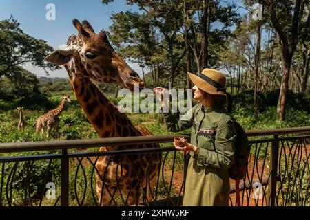 Close up head shot of a kordofan giraffe (giraffa camelopardalis antiquorum) being female hand fed by a woman tourist in a zoo Stock Photo