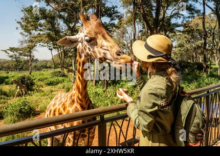 Close up head shot of a kordofan giraffe (giraffa camelopardalis antiquorum) being female hand fed by a woman tourist in a zoo Stock Photo