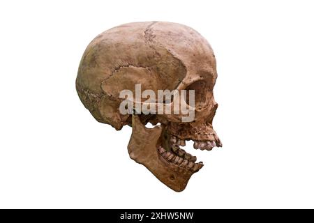 Human skull on isolated white background, side view Stock Photo