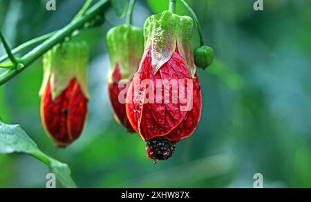 Close-up: hanging red Callianthe picta (Redvein Abutilon) blossom, focussing on glossy veined petals & anthers.  June, Temperate House, Kew Gardens UK Stock Photo