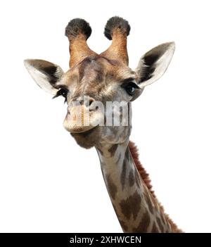 Cute curiosity giraffe. The giraffe looks interested. Animal stares interestedly. Isolated on white background Stock Photo