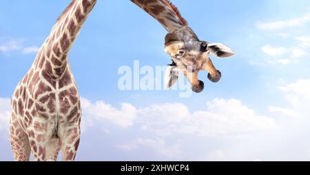 Giraffe face head hanging upside down. Curious giraffe peeks from above. Cute giraffe looks interested. Animal stares interestedly. On blue sky backgr Stock Photo