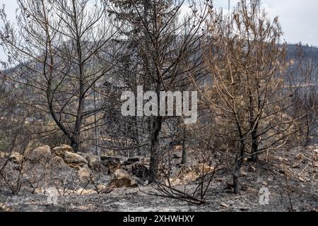 Dead trees and dead forest after a massive forest fire. Natural disaster forest fire Stock Photo