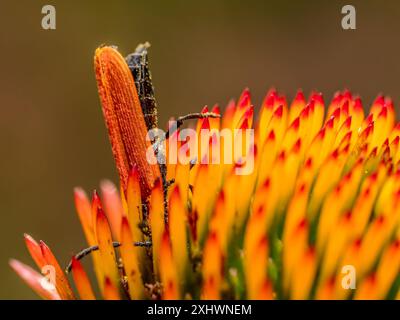 Closeup of Common Red Soldier Beetle diving in echinacea flower head Stock Photo