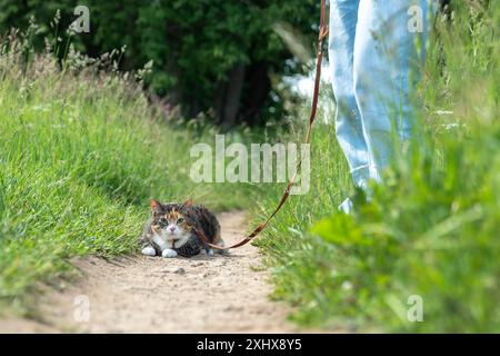 Cute curious tricolor cat on leash sitting on path, ground among green grass near owner legs feet. Stock Photo