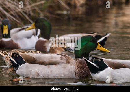 Cala Murada, ducks in Torrent des Fangar,  Manacor, Majorca, Balearic Islands, Spain Stock Photo