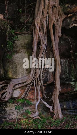 Port Jackson Fig trees roots clinging to the sandstone ledge in Queens Park, Centennial Parklands, Sydney, Australia Stock Photo