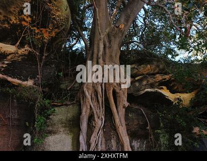 Port Jackson Fig tree roots growing over the rock and clinging to the sandstone ledge in Queens Park, Centennial Parklands, Sydney, Australia Stock Photo