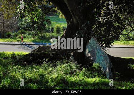 An old Moreton Bay Fig tree with a very tall buttress root covered in green leichen a jogger on the road below gives scale to the size of the tree Stock Photo