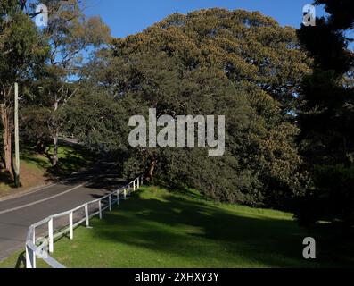 White wooden fence post and rail fence on the roadway and old trees including a large Port Jackson Fig in Queens Park, Centennial Parklands, Sydney Stock Photo