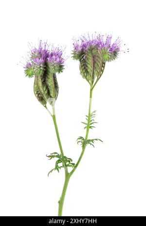 Phacelia flowers isolated on white background. Light purple flowers of Lacy phacelia or blue tansy Stock Photo