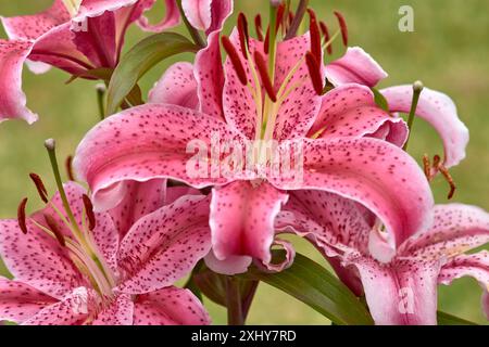 Purple lily flower. Beautiful purple lilies in the summer garden. Lilium belonging to the Liliaceae. Oriental Hybrid Lily close up. Red Stargazer Lily Stock Photo