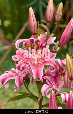 Purple lily flower. Beautiful purple lilies in the summer garden. Lilium belonging to the Liliaceae. Oriental Hybrid Lily close up. Red Stargazer Lily Stock Photo