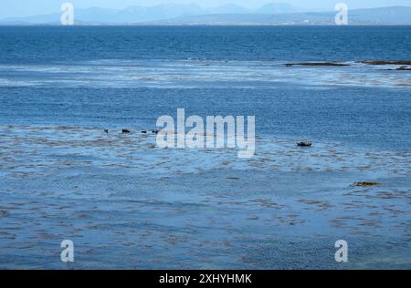 The seal colony beach on the Inis Mor, Co, Galway, Inishmore, Aran Island, Ireland Stock Photo