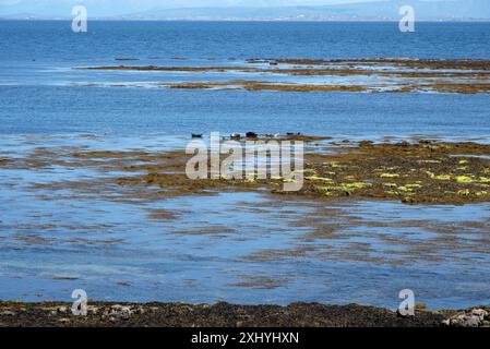 The seal colony beach on the Inis Mor, Co, Galway, Inishmore, Aran Island, Ireland Stock Photo