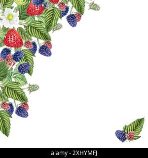 Frame of berries and leaves of blackberries and strawberries, watercolor illustration of blackberries, hand drawing. For design of cards, labels and o Stock Photo