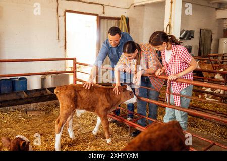 A young happy family of farmers in casual clothes in a cowshed. A man and a woman with their daughter are stroking a cute little calf. A teenage girl Stock Photo