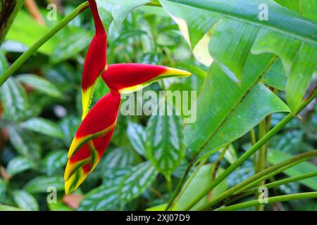 Heliconia rostrata blossom on green tropical leaves background, Martinique, France Stock Photo