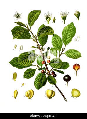 Heilpflanze, Faulbaum, Rhamnus frangula, Echter Faulbaum oder Schießbeere und Pulverholz, Historisch, digital restaurierte Reproduktion von einer Vorlage aus dem 19. Jahrhundert, Stock Photo