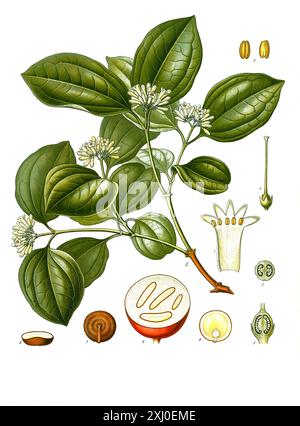 Heilpflanze, Gewöhnliche Brechnuss (Strychnos nux-vomica, Strychnos colubrina, Strychnos lucida, Strychnos spireana), auch Brechnuss oder Krähenaugenbaum, Strychninbaum oder Brechnussbaum, Historisch, digital restaurierte Reproduktion von einer Vorlage aus dem 19. Jahrhundert, Stock Photo