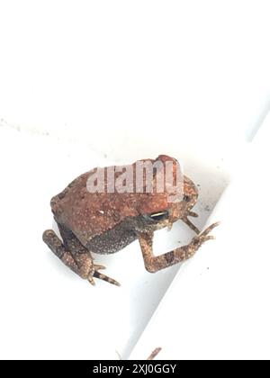 True Toads (Bufonidae) Amphibia Stock Photo - Alamy