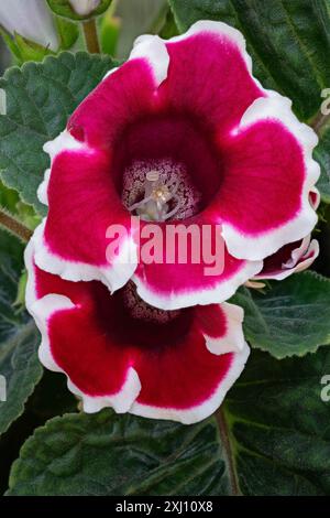 Florist's gloxinia or brazilian gloxinia (Sinningia speciosa Cv. Avanti, mix, Red with White Edge), Gesneriaceae. Tuberous perennial herb, ornamental Stock Photo