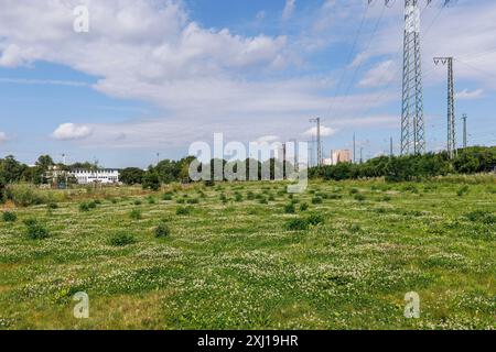 the Pionierpark in the Raderberg district of Cologne, Germany. The park is an interim solution. Parkstadt Sued is to be built here in the future on an Stock Photo