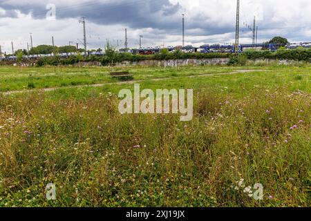 the Pionierpark in the Raderberg district of Cologne, Germany. The park is an interim solution. Parkstadt Sued is to be built here in the future on an Stock Photo