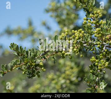 Buckbrush (Ceanothus cuneatus) Plantae Stock Photo