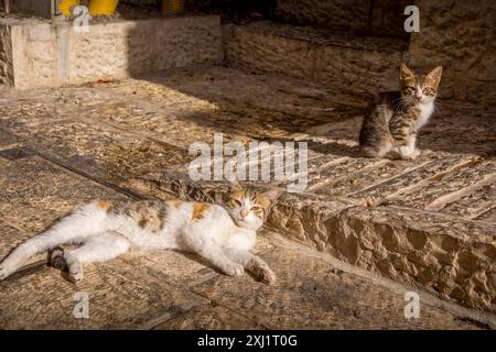 Two stray homeless cats looking into camera on the limestone streets of Jerusalem Old Town, Israel. Stock Photo